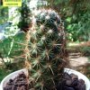 Mammillaria _capensis _05